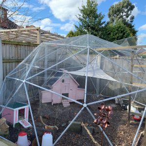 The Five Minute Gardener's chicken run