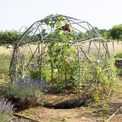 Fruit pod